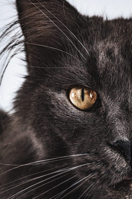 Maine Coon Kater